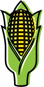 Illustration of ear of corn